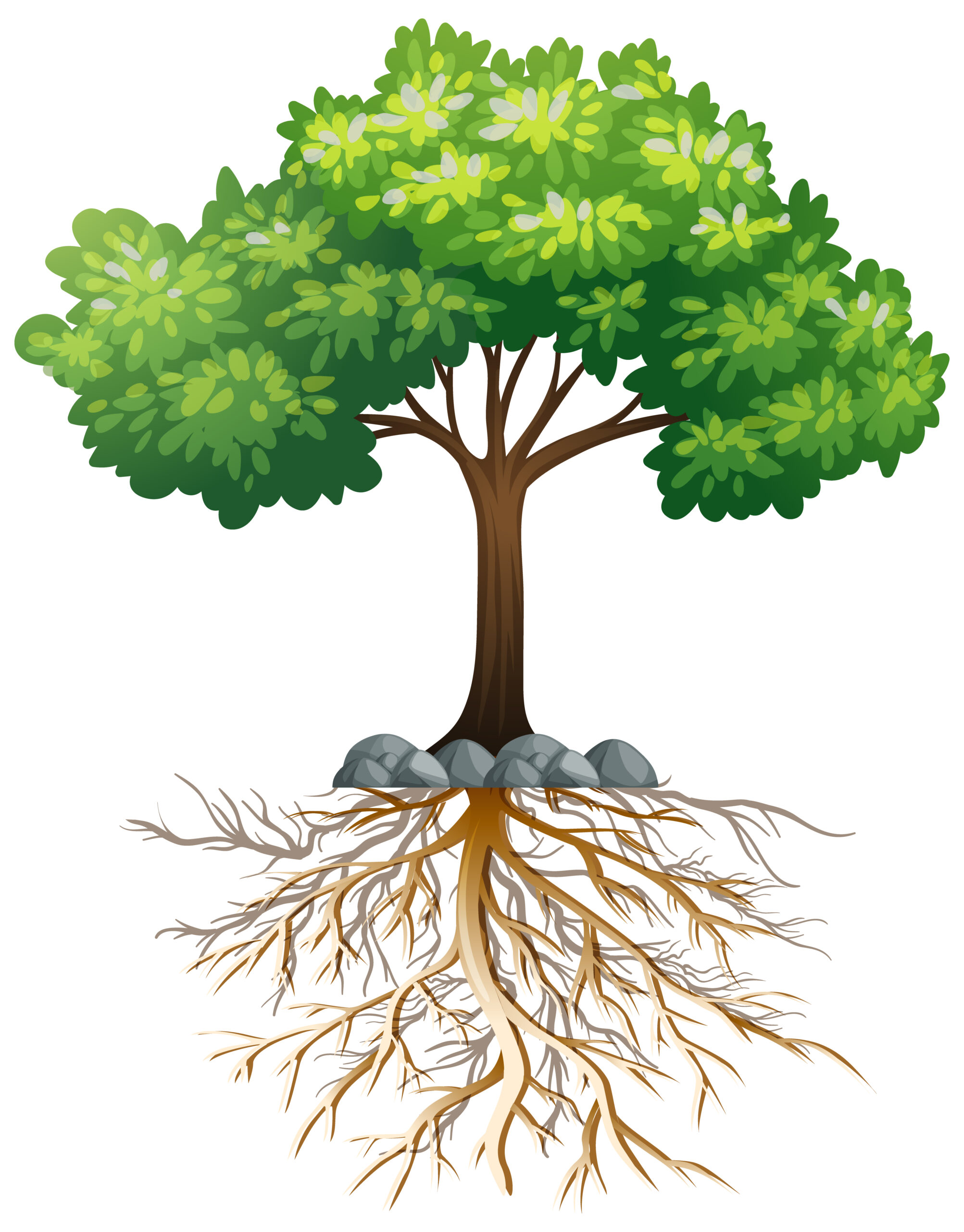 Big green tree with roots underground on white background illustration